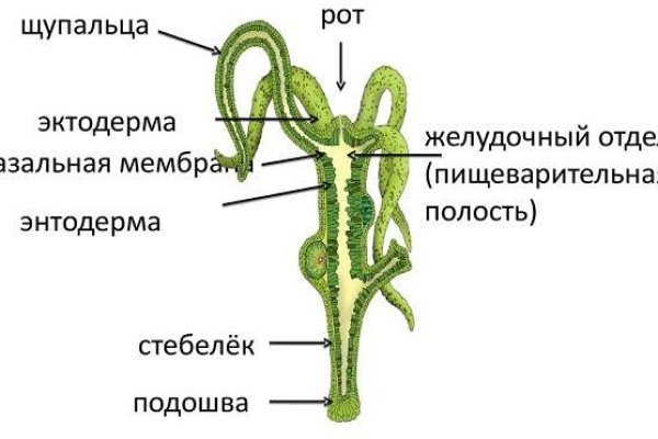 Кракен клир